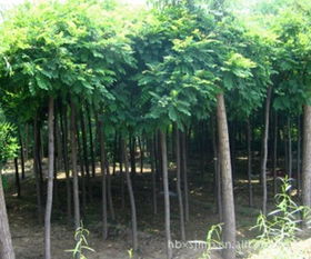 供应8公分香花槐苗木,价格,厂家