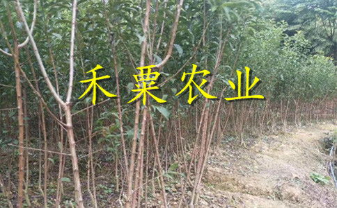 【云南曲靖特价李子苗供应商__优质李子树苗种植技术。】- 