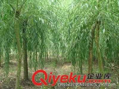 大量黄垂 黄皮垂柳供应 10万棵垂柳小苗-济宁御森绿化苗木提供大量黄垂 黄皮垂柳供应 10万棵垂柳小苗的相关介绍、产品、服务、图片、价格济宁御森绿化苗木、国槐;北栾;白蜡;法桐;大叶女贞;皂角;西府海棠;紫叶李;合欢;垂柳