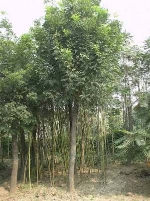 辽宁苗木-辽宁苗木|辽宁苗木基地|辽宁苗木信息|国槐1-辽宁苗木 (辽宁苗木信息,辽宁苗木,辽宁苗木基地,辽宁葡萄苗,辽宁葡萄基地,辽宁苹果基地,辽宁绿化苗木,辽宁绿化,辽宁梨苗基地,苗木,绿化苗,那些苗好) 公司产品(生意通网站,商业搜索,网络推广)|金泉网商务网站