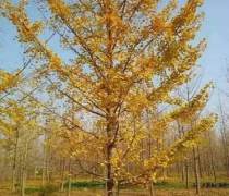 【徐州邳州苗木销售(园林花卉)产品库】_价格/图片/厂家 - 江苏园林花卉产品库 - 阿土伯网手机版