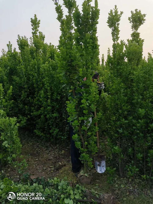 陕西省苗木基地1.5米北海道黄杨苗木工程专用 ,周口北海道黄杨树苗