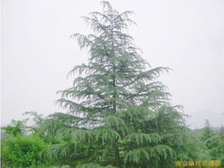 供应雪松,广玉兰,白玉兰等绿化苗木 花卉世界网 中国最大花卉 苗木采购 苗木报价 苗木交易平台