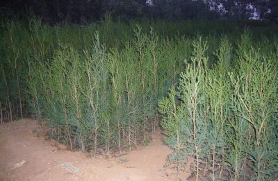 侧柏容器苗-沭阳陈东福苗木场(产品图片)-产品库-中国花木网