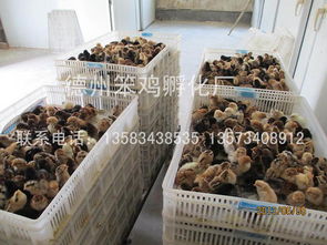 专业的笨鸡苗供应商推荐 笨鸡苗低价批发
