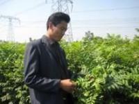 供应北集坡苗木 北集坡果树苗 北集坡绿化苗 北集坡果树绿化苗_农副产品_世界工厂网中国产品信息库