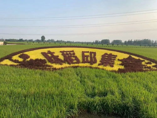 产值超亿元 睢宁这个村被国家点名表扬凤凰网江苏 凤凰网