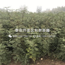 大红袍花椒树苗价格 大红袍花椒树苗公司 图片 视频