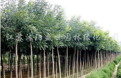 国槐-国槐产品图片-国槐价格信息|江苏沭阳盛世绿化苗木园艺场供应商|湖南花木网提供