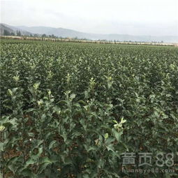 【山东苹果苗,烟台农科院苹果苗木】- 