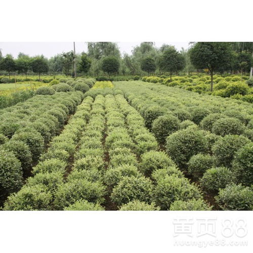 【成都千蜀园林花叶女贞彩叶植物苗木供应】- 