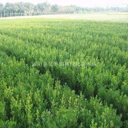 基地批发精品小叶女贞球 细叶腊球 园林绿化苗 产地货源 沭阳县名界园林绿化苗木场