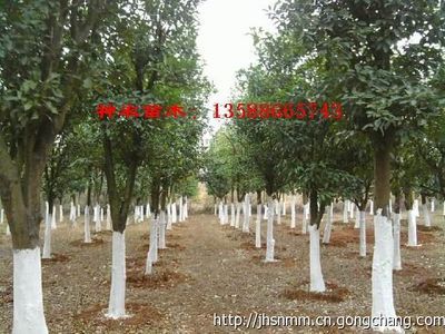 浙江神农苗木供应3-50公分移栽金华香泡价格_农副产品_世界工厂网
