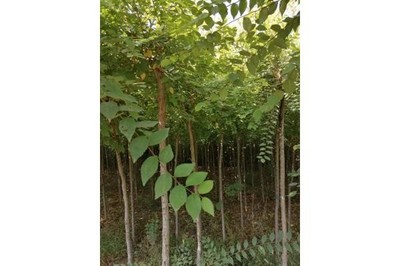 滑县金叶榆14公分苗木市场