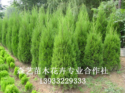 珍惜树种小火炬_定州市森艺苗木花卉合作社_95供求网