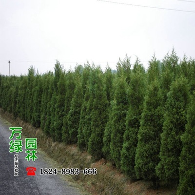 【塔柏供应|一家专门做苗木供应的公司沭阳县万绿园林绿化苗木场商铺