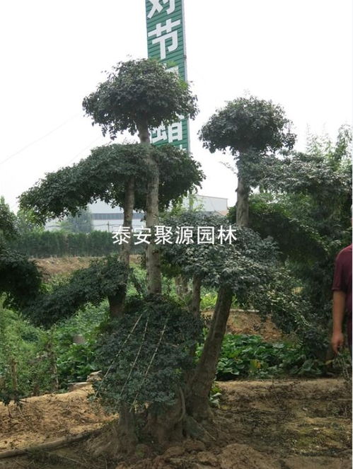内蒙古供应精品对接白蜡 供应精品对接白蜡价格 泰安市苏家苗圃高清图片 高清大图