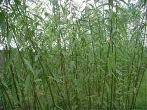 河北速生柳低价出售抢口碑