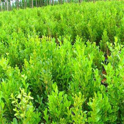庭院绿化苗木瓜子黄杨 黄杨苗 黄杨球树苗四季青耐寒绿篱植物