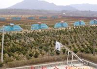 东北红豆杉1-30年生 灌木、乔木 均有销售[供应]_绿化苗木_世界工厂网中国产品信息库