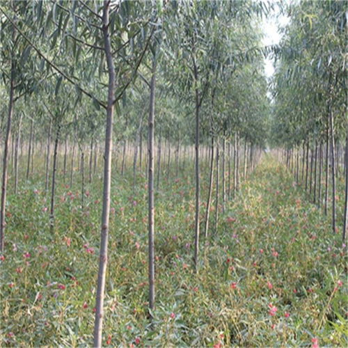 临沂行道树 齐强苗木 在线咨询 大型造树林苗