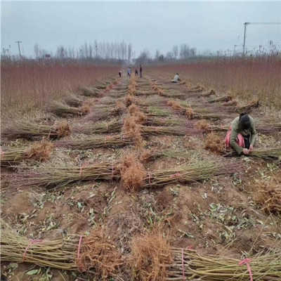 中华寿桃树苗报价 浙江引进中华寿桃树苗