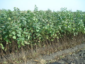 临沂市进口野菊花种子怎么卖