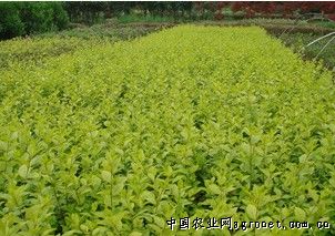 长沙光辉苗圃
