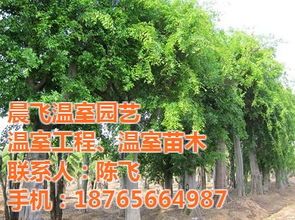绿化苗木价格 晨飞温室园艺 已认证 济宁绿化苗木高清图片 高清大图