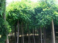 山东丝锦木推荐|丝锦木批发价格图片|山东丝锦木推荐|丝锦木批发价格产品图片由青州市 花卉苗木园艺场公司生产提供-