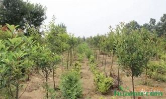 苗木行业大势已定,经营看这里