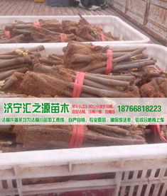 法桐扦插棒批发价格