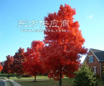 欧洲红栎树苗 欧洲红栎树苗 山东黄河苗木公司图片