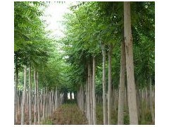 10公分平头白蜡-2年冒-冠幅3米-树干直。|林木种子|绿化苗木|供应信息|597苗木网