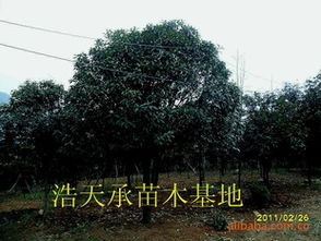 浙江金华浩天承苗木基地大量批发优质精品四季桂指导价 浙江金华浩天承苗木基地大量批发优质精品四季桂行情