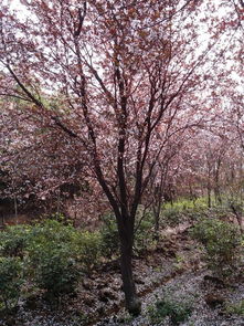 安徽嫁接红叶李,紫叶李,红叶桃,安徽嫁接红叶李,紫叶李,红叶桃生产厂家,安徽嫁接红叶李,紫叶李,红叶桃价格