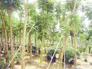 苗乡扫描--中山:苗木生产紧跟需求走 - 花卉报新闻 - 中国花卉网
