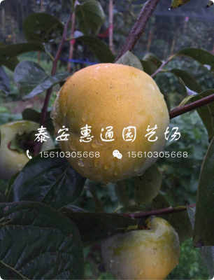 黑色柿子树苗生产厂家 黑色柿子树苗订购优惠新闻