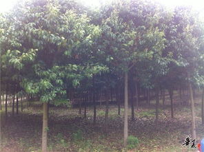 精品苗木推荐