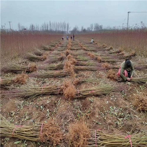 2公分桃树苗 精品推荐金霞早油桃树苗