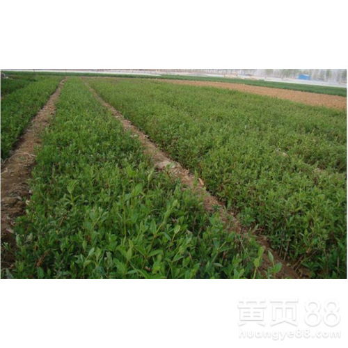 【金银花苗木,金银花苗】- 
