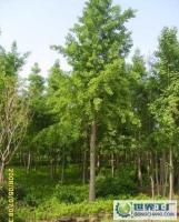 低价大量供应10厘米以上直径银杏工程苗100元[供应]_绿化苗木_世界工厂网中国产品信息库