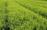 绿化苗木产品,苗木图片信息 387