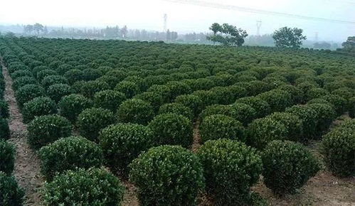 影响苗木价格波动的主要因素,弄清楚才能应对市场