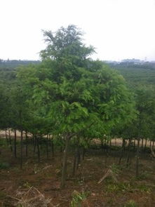 红豆杉苗木价格