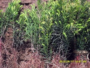 苗圃优质红豆杉苗木3年生的籽苗