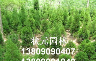 苗木 金叶女贞 红叶小檗 龙柏 月季 红叶石楠