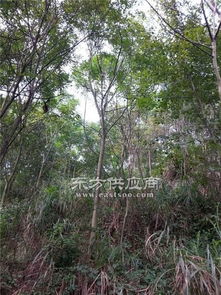 江西江南苗木基地 江西栾树苗木 栾树苗木图片