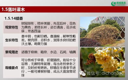 绿城集团园林软景苗木图谱