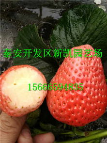本溪 鬼怒甘草莓苗 新闻 诚信公司